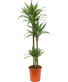 Dracaena deremensis Warneckei 130 cm 