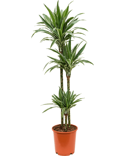 Dracaena deremensis Warneckei 130 cm
