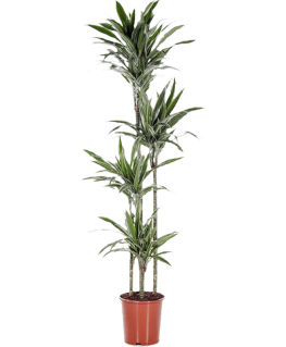 Dracaena deremensis Warneckei 170 cm 