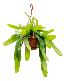 Epiphyllum pumilum 30 cm