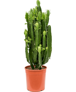 Euphorbia acrurensis 100 cm