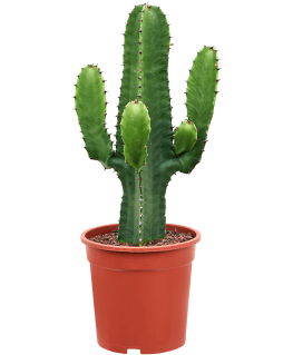 Euphorbia acrurensis 70 cm 