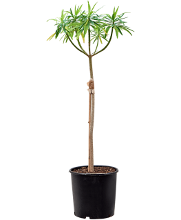 Euphorbia dendroides 135 cm 