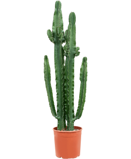 Euphorbia erytrea 175 cm 