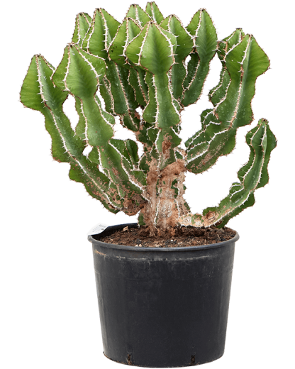 Euphorbia fortissima 70 cm
