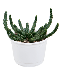 Euphorbia inermis 20 cm 