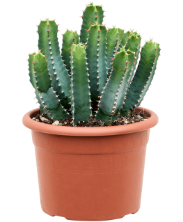 Euphorbia resinifera 45 cm 