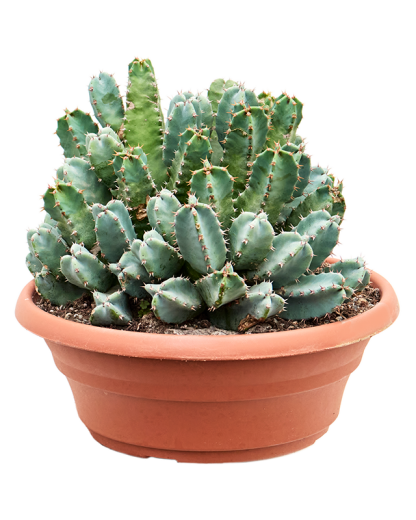 Euphorbia resinifera 40 cm