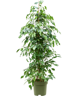 Ficus benjamina Exotica 140 cm 