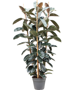 Ficus elastica Abidjan 220 cm