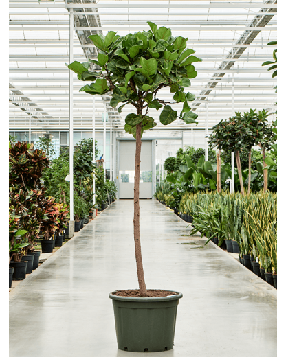 Ficus lyrata 230 cm