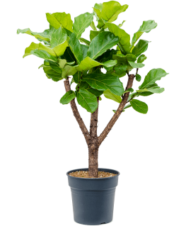 Ficus lyrata 130 cm 