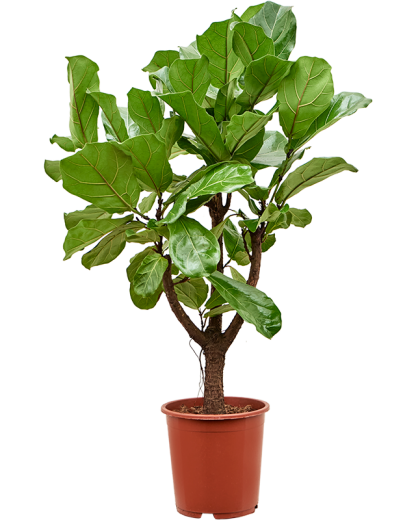 Ficus lyrata 120 cm