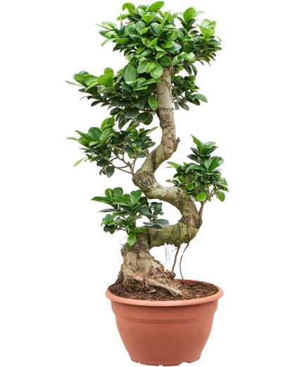 Ficus Bonsai microcarpa Compacta 70 cm