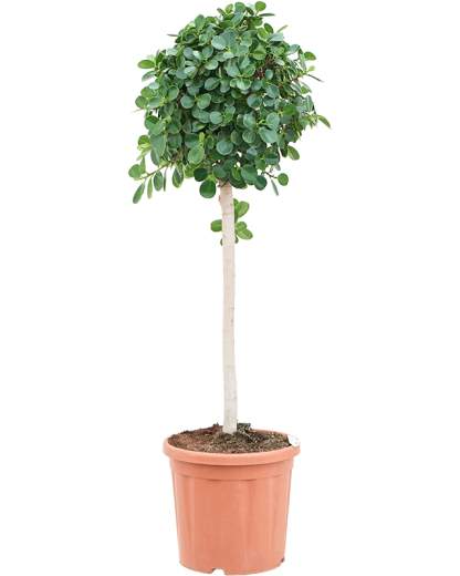 Ficus panda 130 cm