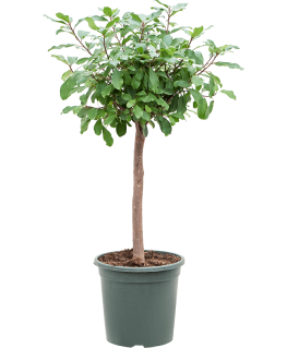 Ficus reflexa 125 cm 