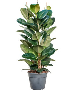 Ficus elastica robusta 130 cm 