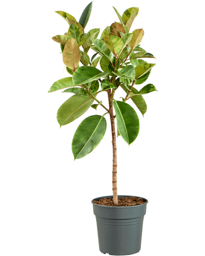 Ficus elastica Shivereana Moonshine 140 cm