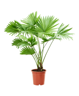 Palmier Livistonia rotundifolia 70 cm 