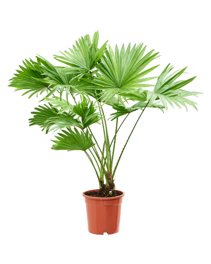 Palmier Livistonia rotundifolia 70 cm