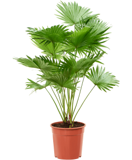 Palmier Livistonia rotundifolia 105 cm 