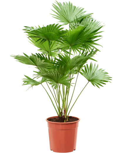 Palmier Livistonia rotundifolia 105 cm