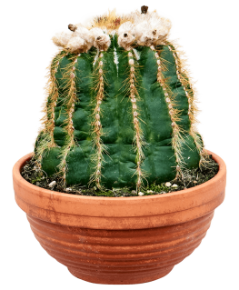 Notocactus warasii 20 cm 