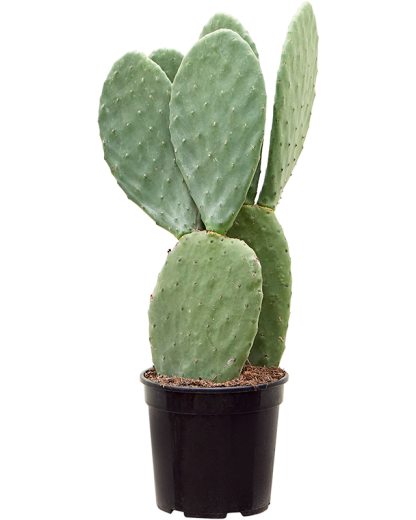 Opuntia indica 85 cm