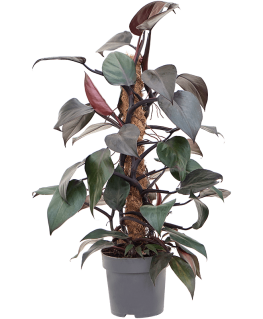 Philodendron New Red 60 cm 