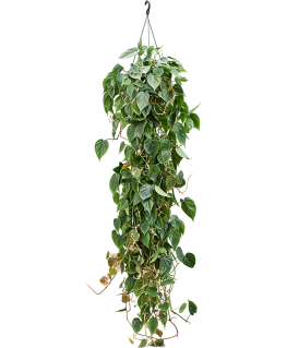 Philodendron scandens 80 cm 