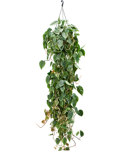 Philodendron scandens 80 cm