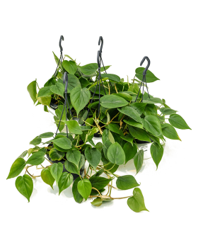 Philodendron scandens 40 cm 