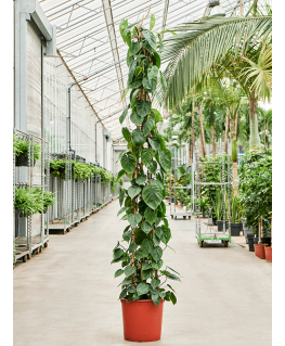 Philodendron scandens 250 cm 