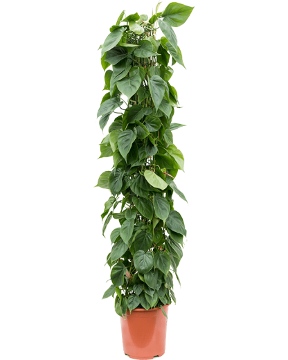 Philodendron scandens 160 cm