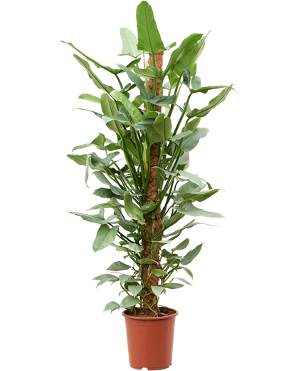 Philodendron Silver Queen 165 cm
