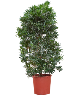 Podocarpus macrophyllus 150 cm 