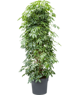 Schefflera arboricola Compacta 160 cm 
