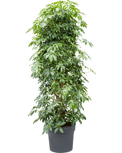 Schefflera arboricola Compacta 160 cm