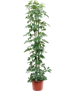 Schefflera arboricola Compacta 190 cm