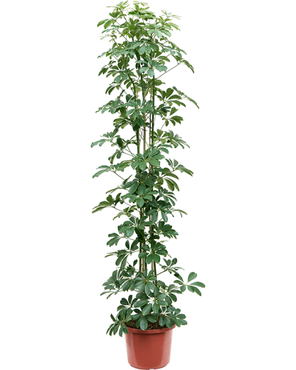 Schefflera arboricola Compacta 190 cm