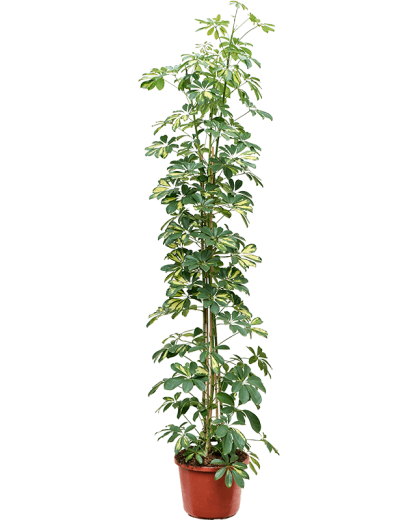 Schefflera arboricola Gold Capella 190 cm