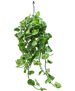 Scindapsus Epipremnum Global Green 40 cm 
