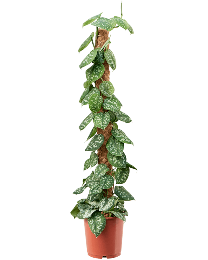 Scindapsus pictus Trebie 120 cm