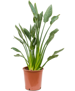 Strelitzia reginae 100 cm 