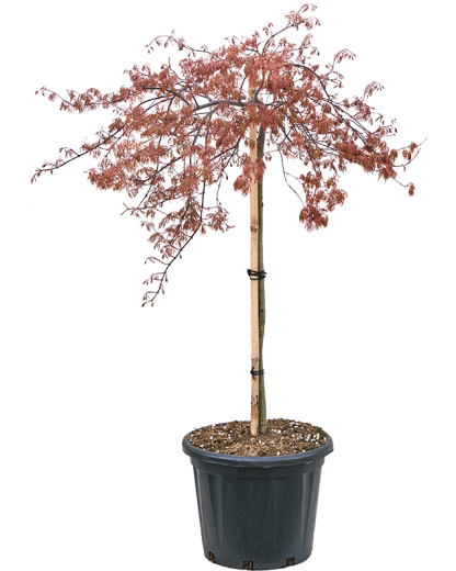 Artar japonez Acer Palmatum Orangeola 140 cm