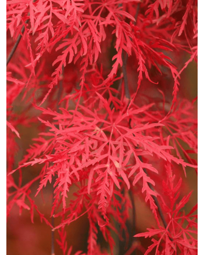 Artar japonez Acer Palmatum Orangeola 140 cm