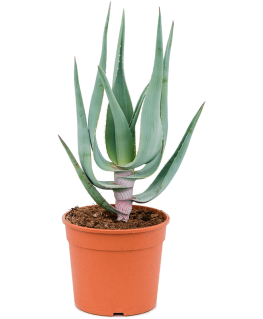 Aloe comosa 50 cm 