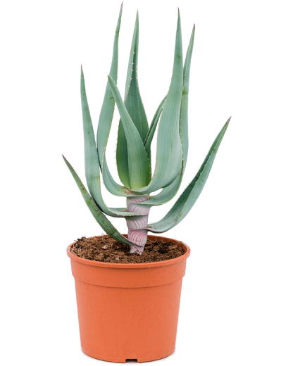 Aloe comosa 50 cm