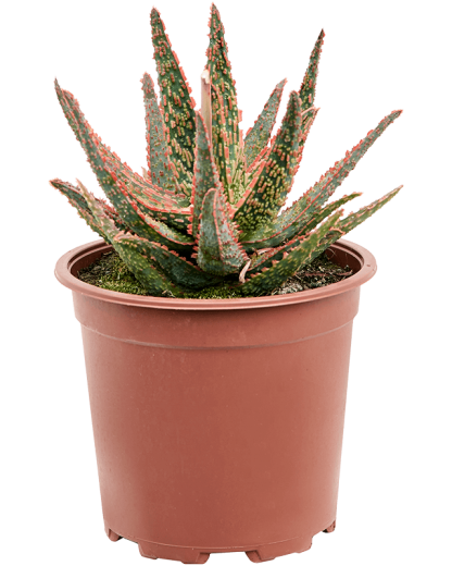Aloe Pink Blush 25 cm