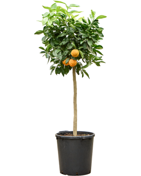 Mandarin la ghiveci Citrus aurantium Corrugato 160 cm 